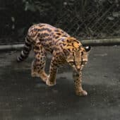 Leopardus tilcayo՝ բծավոր փոքրիկ վայրի կատու Լա Սենդա Վերդե ապաստարանում